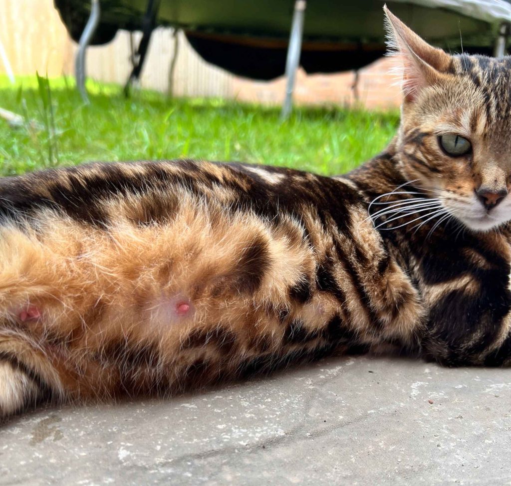 cats pink nipples when pregnant