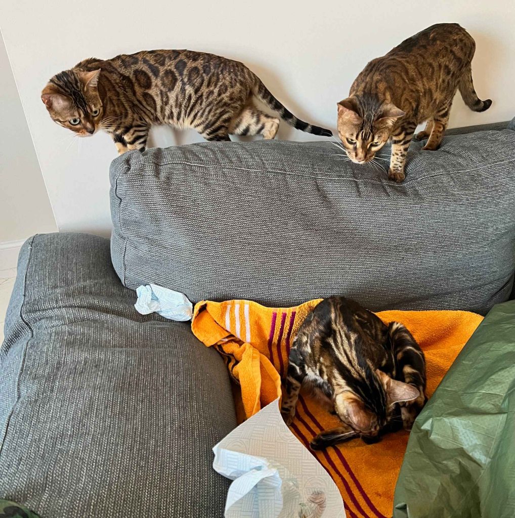 cat giving birth