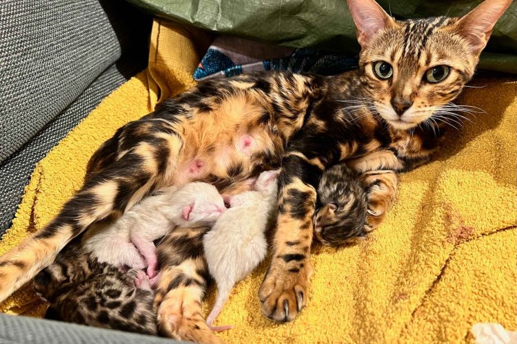 How to know if your cat is pregnant