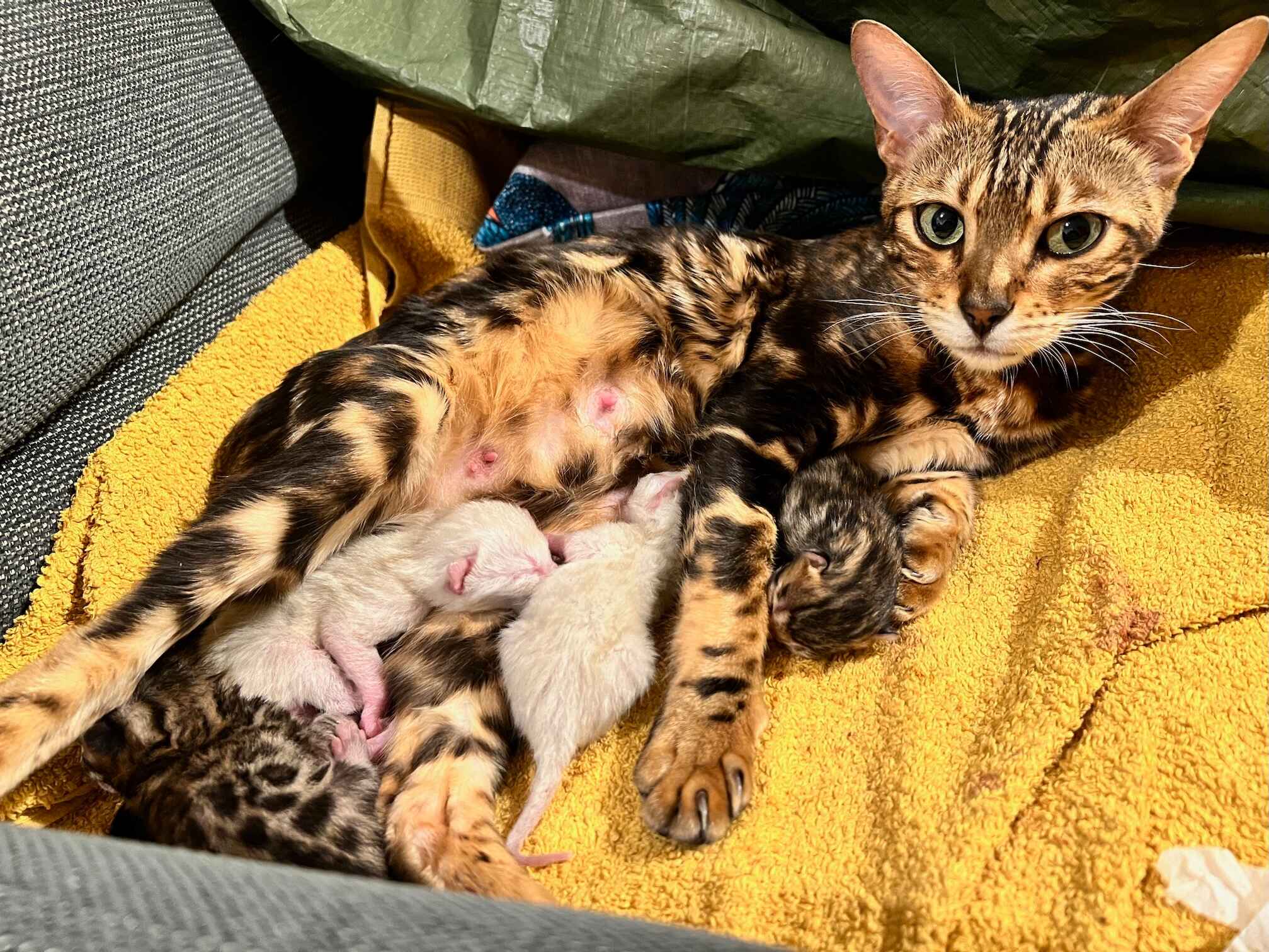 How to know if your cat is pregnant