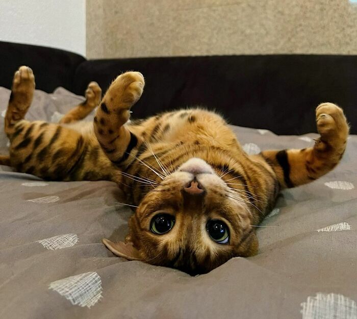 cute bengal cat