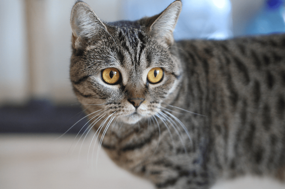 The California Spangled Cat: Your Wild-Looking, Loyal Companion