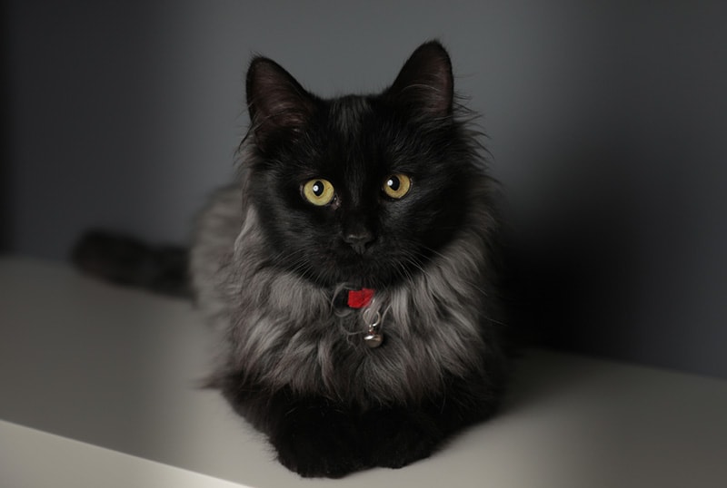 Meet the Chantilly Tiffany: The Rare Cat Breed Captivating Hearts Everywhere!