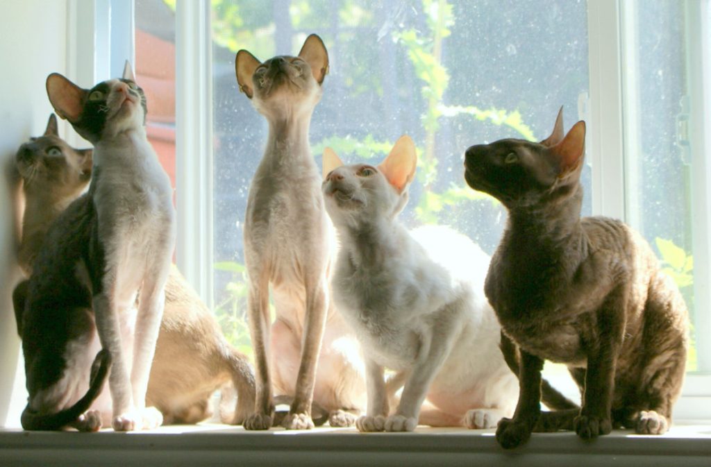 Discover the playful, affectionate Cornish Rex cat, known for its unique curly coat and social, loyal personality.