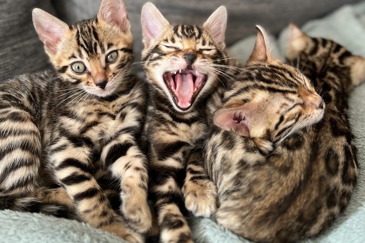 Essential Guide to Successfully Litter Training Your Kitten: Tips and Best Practices