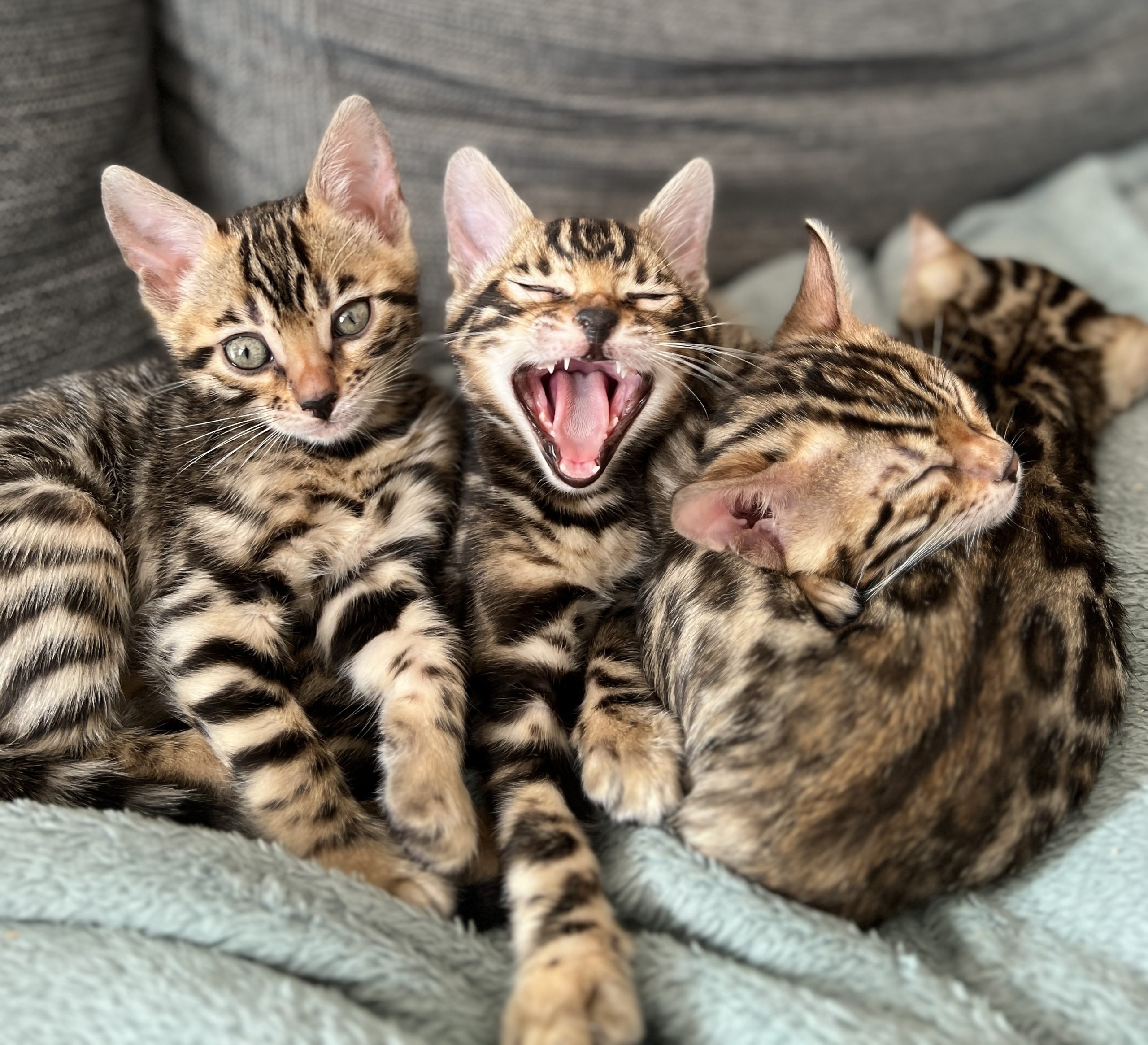 Essential Guide to Successfully Litter Training Your Kitten: Tips and Best Practices