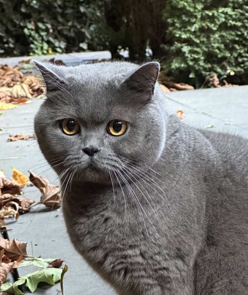The British Shorthair is a calm, affectionate cat with a thick coat, known for its independent nature and suitability for various households.