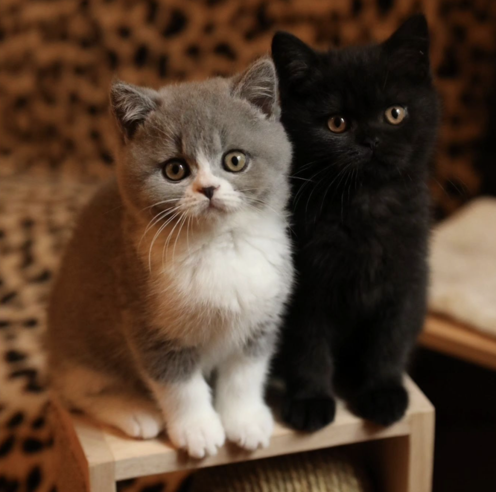 The British Shorthair is a calm, affectionate cat known for its thick coat and independent nature, ideal for families and single owners.