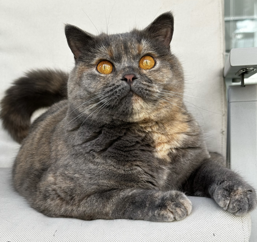 The British Shorthair is a calm, affectionate cat known for its dense coat and balanced temperament, making it perfect for families and singles.