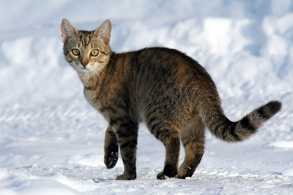 Meet the Aegean Cat: The Ancient Greek Feline That Loves Water and Will Steal Your Heart!
