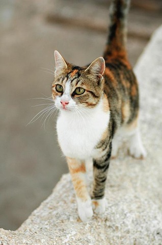 aegean cat
