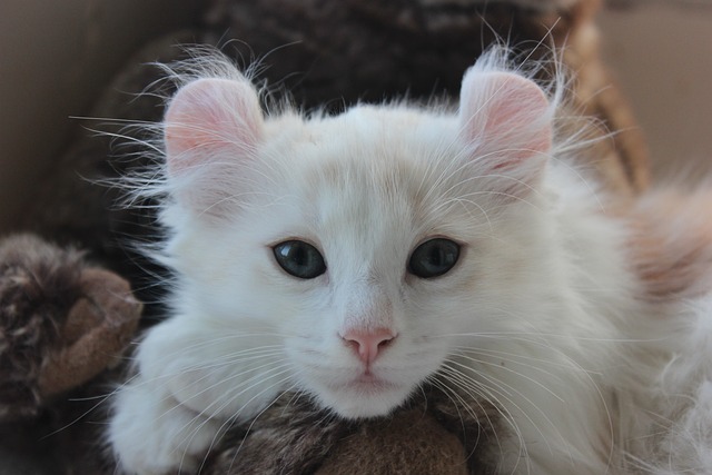 Meet the Arctic Curl: The Cold-Weather Cat with Curled Ears and a Heart of Gold!