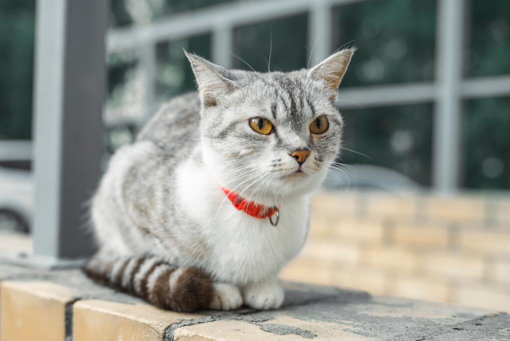 Discover the Rare American Wirehair: The Unique Cat Breed That Will Steal Your Heart!