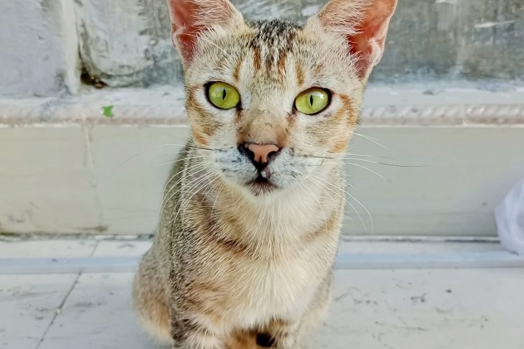 The Arabian Mau: The Ancient Desert Cat That  Could Be Your Perfect Pet!