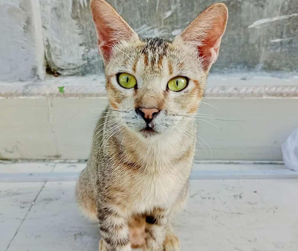 The Arabian Mau: The Ancient Desert Cat That  Could Be Your Perfect Pet!