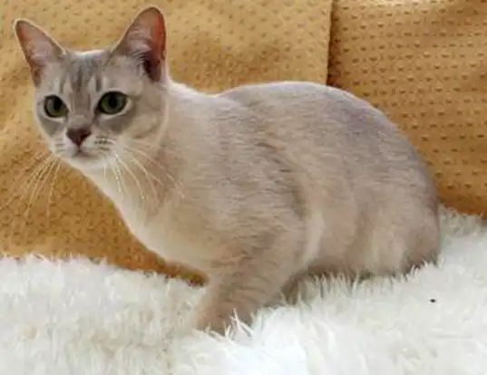 The Asian Cat: The Exotic Feline That’s Stealing Hearts with Beauty and Intelligence!