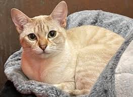 “Why the Australian Mist Cat is the Perfect Pet You Didn’t Know You Needed!”