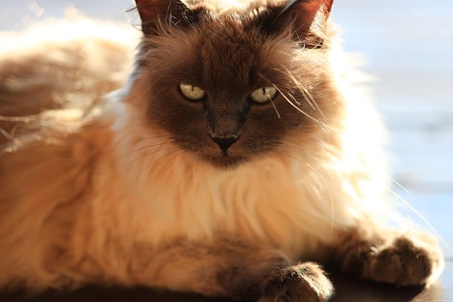 Why the Gorgeous Balinese Cat Could Be the Perfect Feline Companion You’ve Been Missing!