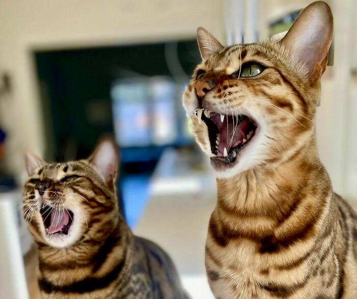 Meet the Bengal Cat: The Exotic, Wild-Looking Pet Taking Over Homes Everywhere!