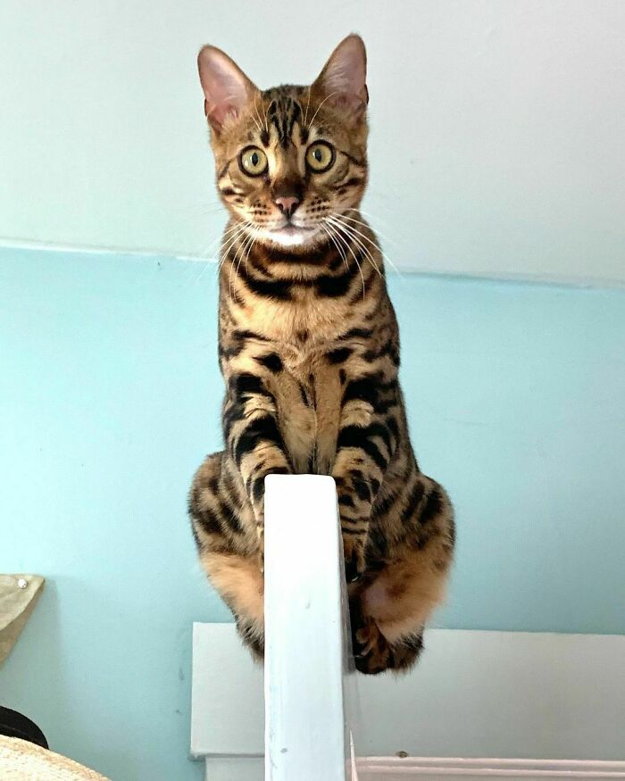 bengal cat sitting on door