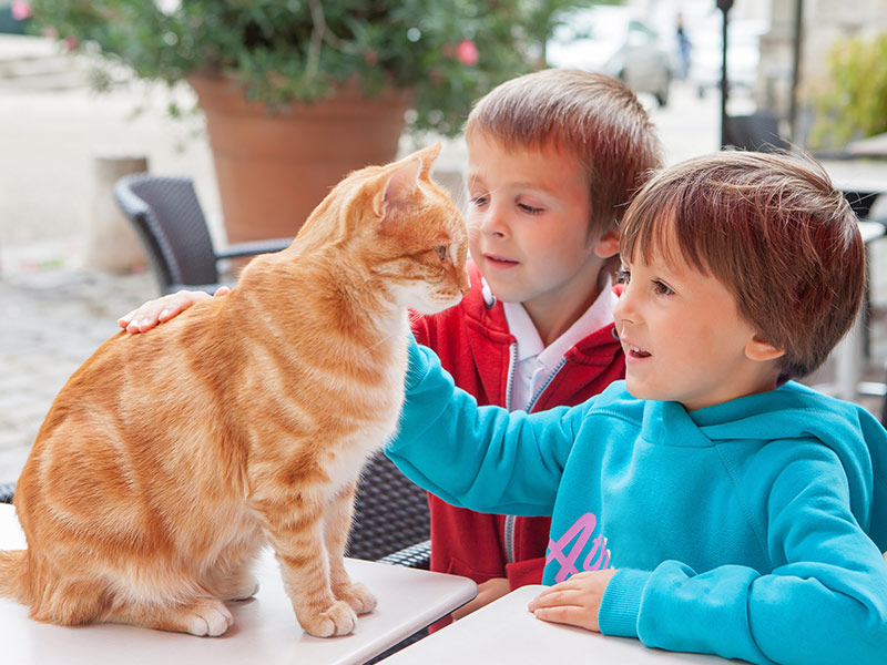 The Best Cats for Families with Kids: Finding the Perfect Feline Companion