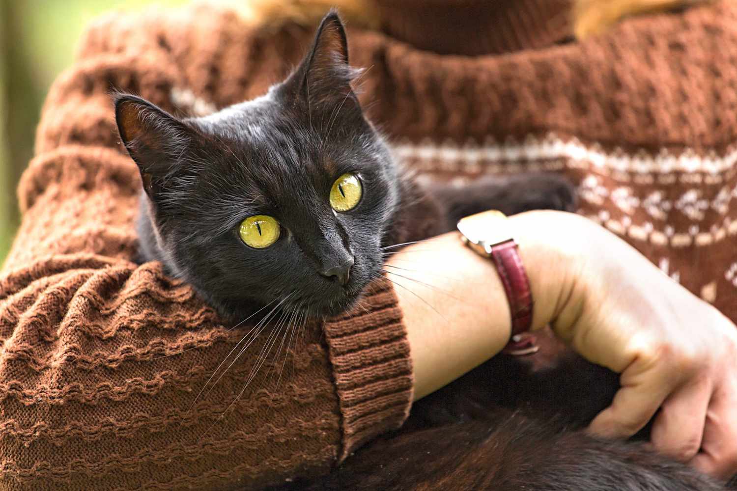 The Bombay Cat: The Sleek Mini-Panther That Will Steal Your Heart!