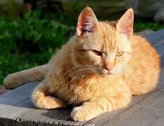 The Brazilian Short Hair Cat: Facts and Information