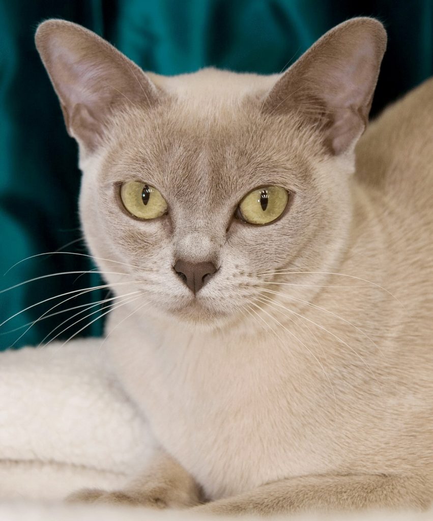 Burmese cat info