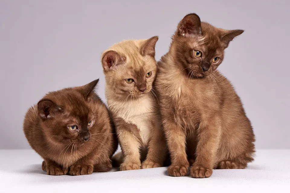 The Burmese Cat: The Perfect Blend of Charm, Intelligence, and Devotion!