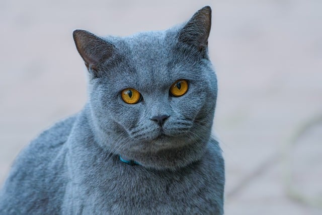 Discover the Chartreux: The Rare Blue Beauty Captivating Cat Lovers Everywhere!