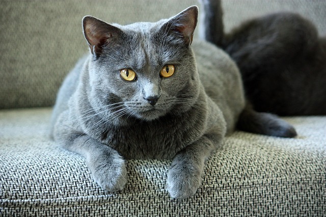 "An elegant Chartreux cat sitting calmly, showcasing its soft, blue-grey fur, round face, and bright orange eyes, with a relaxed and composed expression."