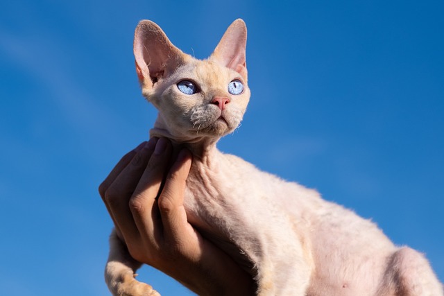 Meet the Devon Rex Cat: The ‘Alien’ Pet Taking Over the Internet!