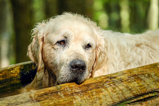 Dealing with Incontinence in Older Dogs: A Comprehensive Guide