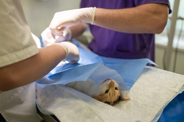 How To Avoid Rip Off Vets Bills