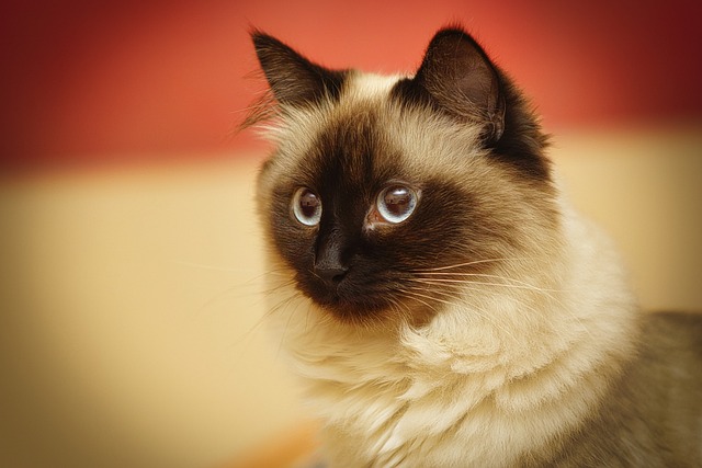 “Discover Why the Birman Cat is the Perfect Mix of Elegance and Affection!