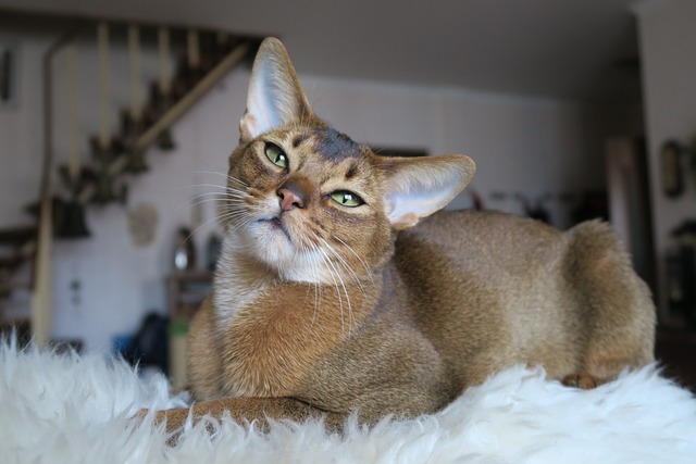This Ancient Cat Breed Was Worshipped by Pharaohs—Find Out Why the Abyssinian Is the Most Enchanting Feline Ever!