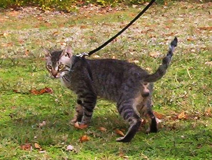 The Bramble Cat: The Exotic Mini-Panther with the Heart of a Lapdog