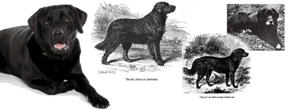 Labrador Retrievers are friendly, loyal, and intelligent dogs, ideal for families, known for their gentle temperament, versatility, and easy trainability.