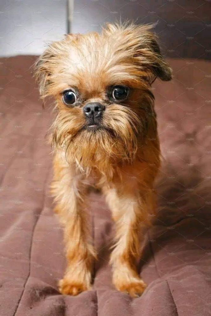 Meet the Affenpinscher: a small, feisty dog with a charming personality, perfect for those seeking a loyal, playful companion.
