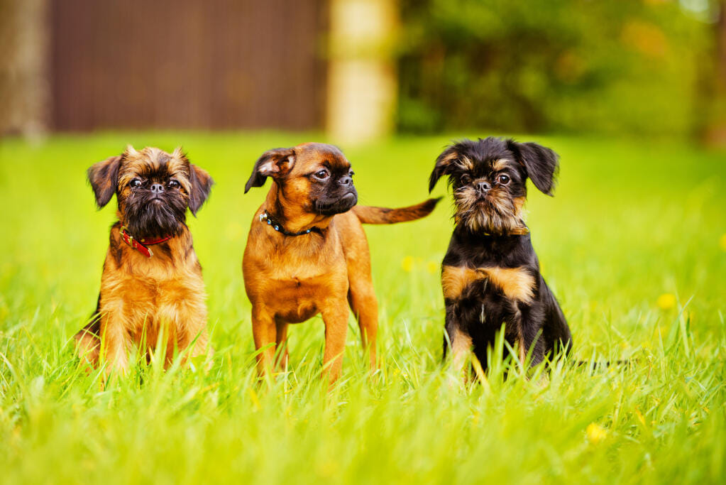 Is the Affenpinscher the Funniest Dog Breed Ever? Discover Its Quirky Charm
