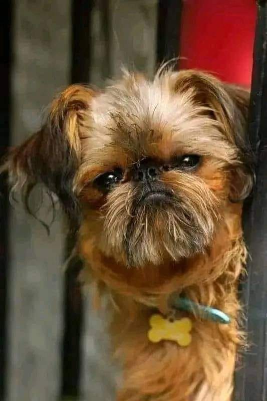 The Affenpinscher is a small, sturdy dog with a monkey-like face and a dense, wiry coat.