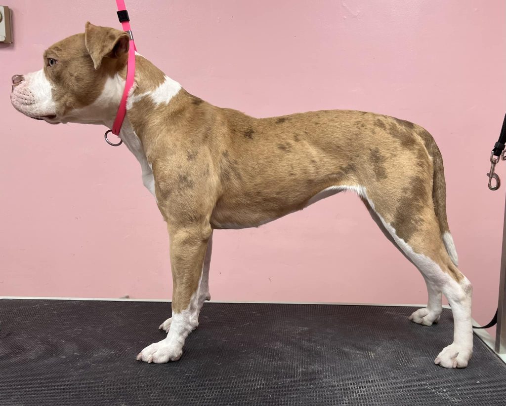 Explore the Alapaha Blue Blood Bulldog: a devoted, protective breed known for its loyalty, intelligence, and suitability as a family companion