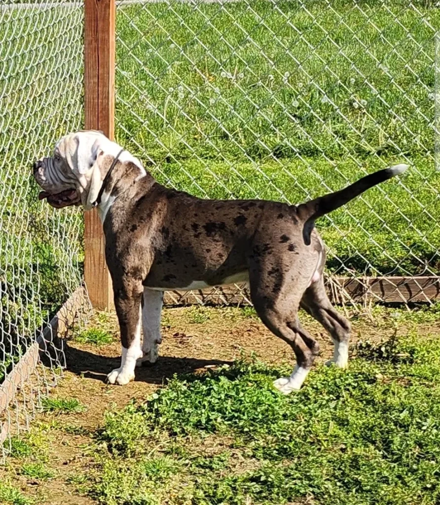 Loyal and protective, the Alapaha Blue Blood Bulldog is muscular, intelligent, family-friendly, and needs regular training and exercise.