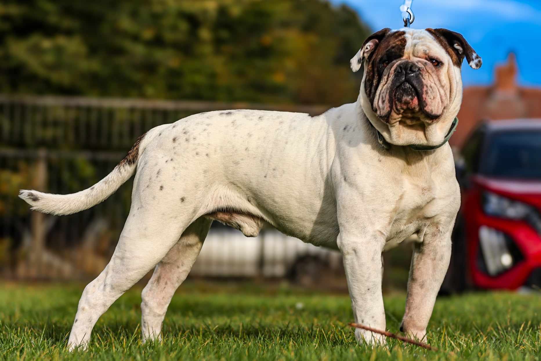 Why the Alapaha Blue Blood Bulldog Is the Best Dog Breed You’ve Never Heard Of