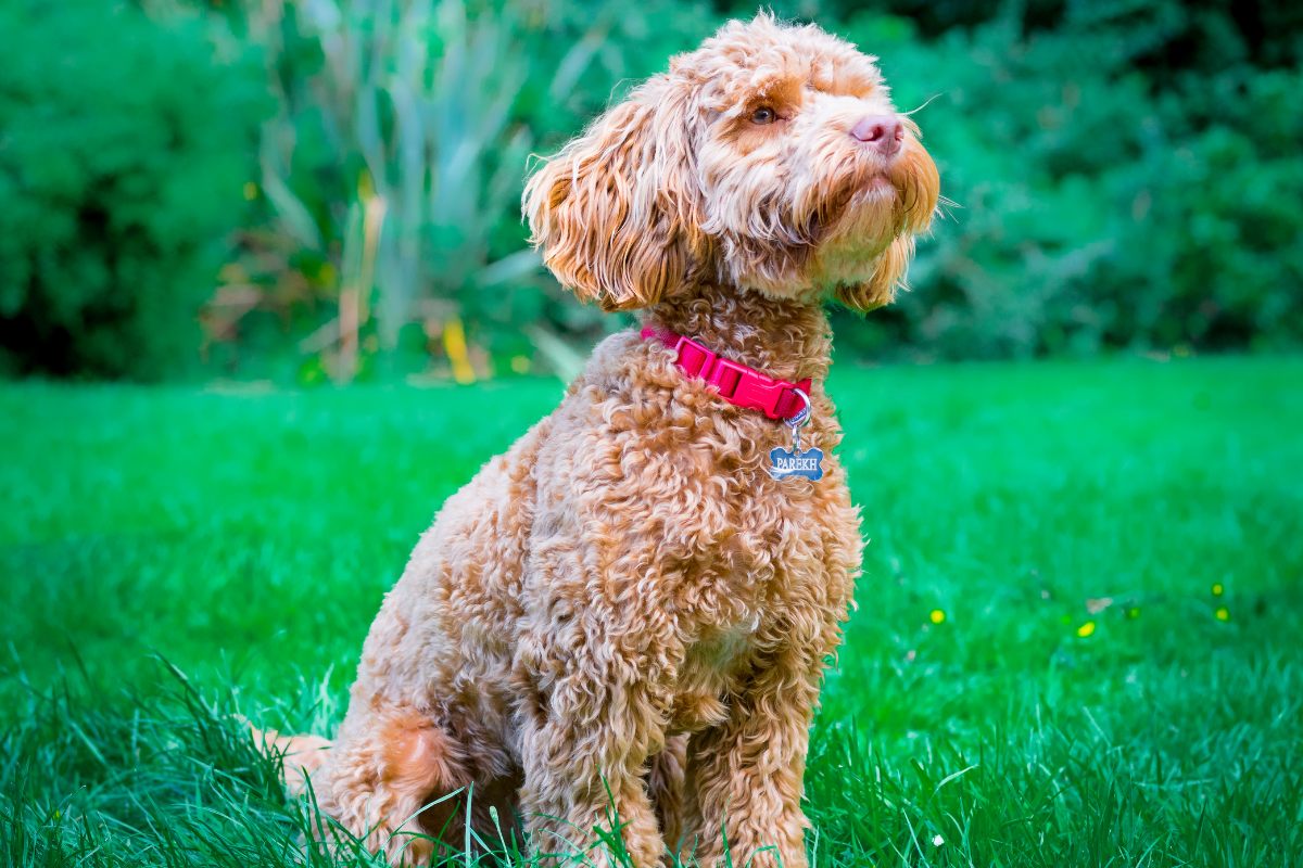 Cockapoos: The Ultimate Guide to the Most Lovable Dog Breed!