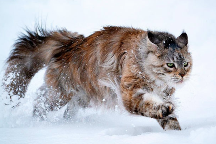 Meet the Maine Coon: The Stunning Feline That’s Bigger Than Some Dogs!