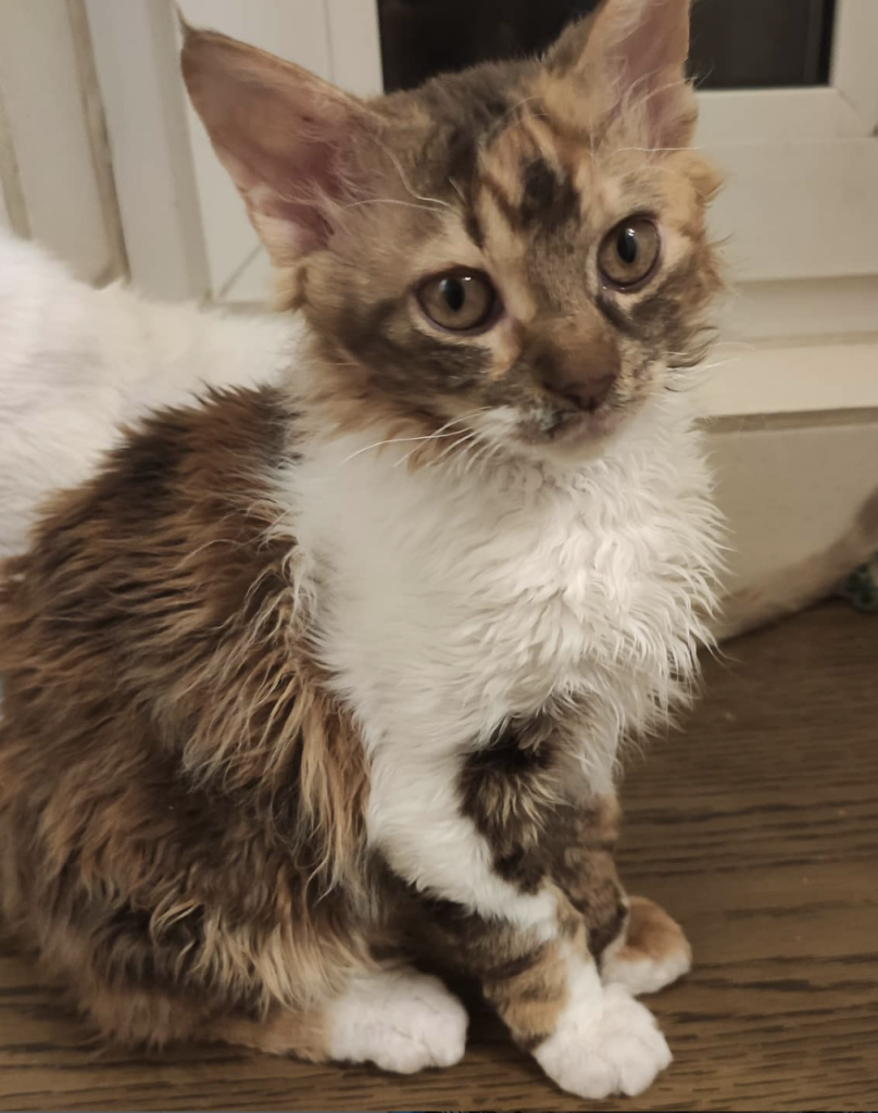 Is This the Most Affectionate Cat Breed Ever? Meet the German Rex