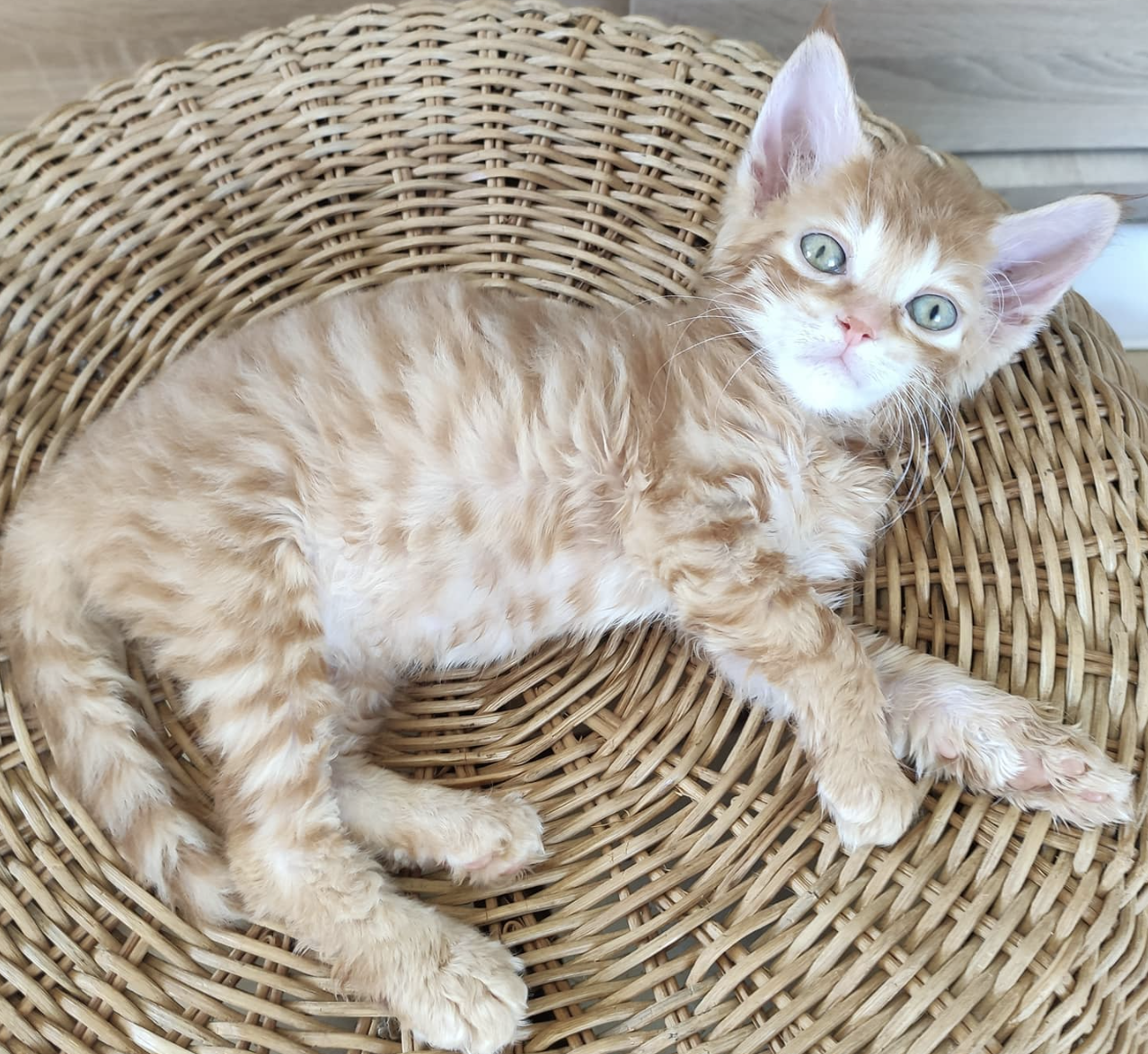 Curly Coats, Big Hearts: Why the German Rex is the Perfect Pet for Your Family