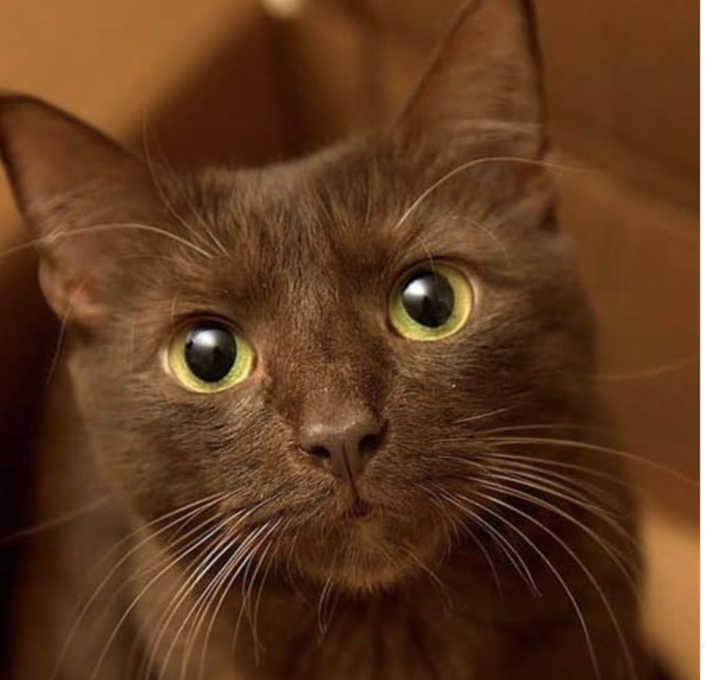 The Havana Brown cat is a rare, elegant breed known for its rich chocolate-brown coat, striking green eyes, and affectionate nature.