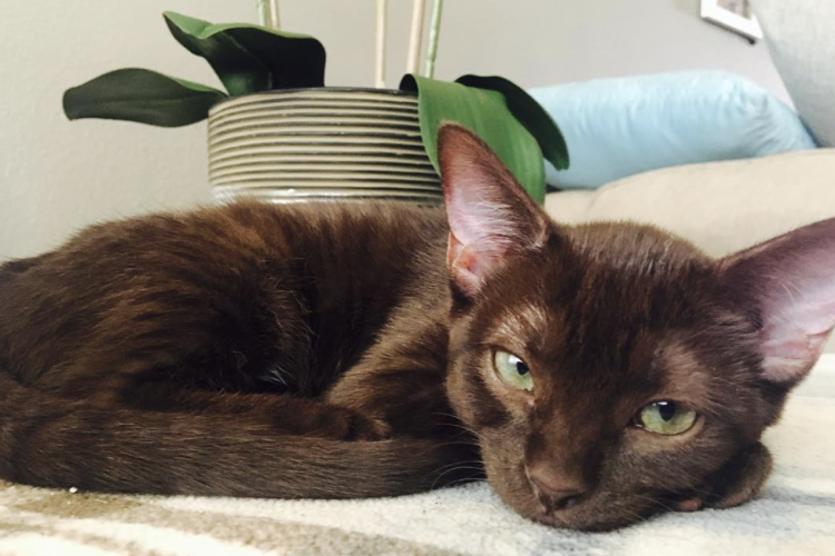 Why the Havana Brown Is the Most Elegant Cat You’ve Never Heard Of!